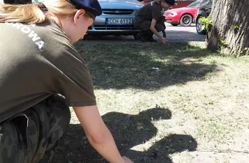 Akcja znakowania psich odchodów na ulicach Chełmna