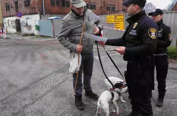 Podczas akcji Masz Głos w Chełmnie strażnicy miejscy wręczali opiekunom psów MANDATY POCHWALNE/Fot. AW