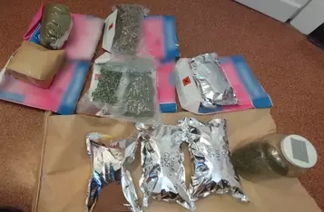 Uprawa konopi pod Świeciem/ Fot. KPP Świecie