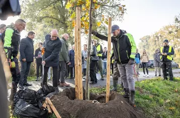 Nasadzenia wzdłuż DW 266, fot. Szymon Zdziebło/tarantoga.pl dla UMWKP
