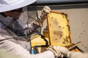 Miodobranie na dachu Urzędu Marszałkowskiego w Toruniu, fot. Szymon Zdziebło/tarantoga.pl dla UMWKP