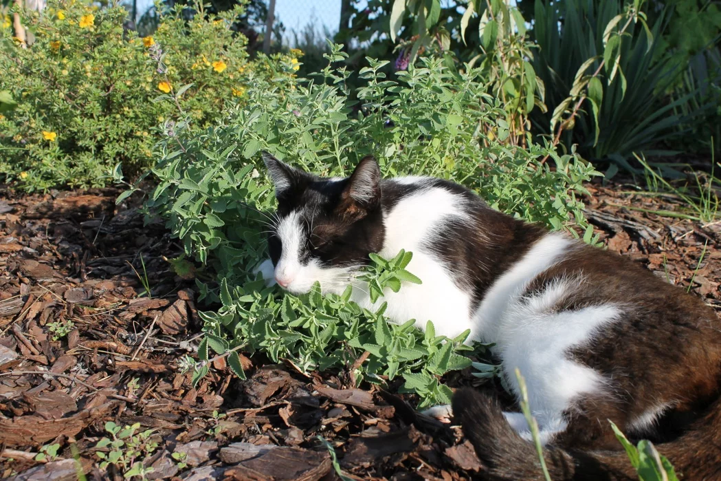 Kot Mieczysław w słoneczne dni leży na kocimiętce przez wiele godzin (fot. KAR)