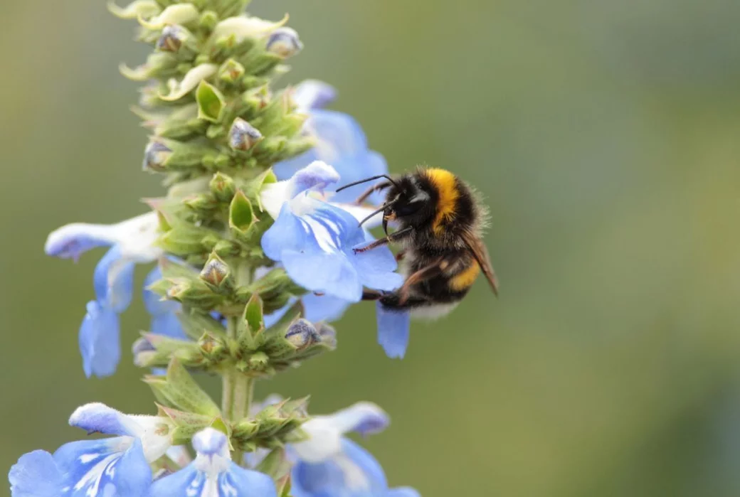 Trzmiele - bliscy kuzyni pszczoły miodnej, są od niej większe i mają dłuższy język (fot. Pexels)