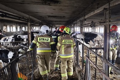 Pożar pod Chełmnem. Mogły spłonąć zwierzęta [ZDJĘCIA]